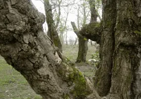 پارک جنگلی کیاشهر