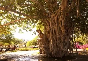 انجیر معابد، درخت سبز یا درخت لور در قشم