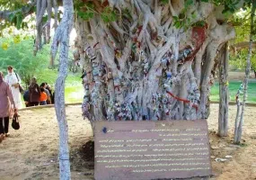 انجیر معابد، درخت سبز یا درخت لور در قشم