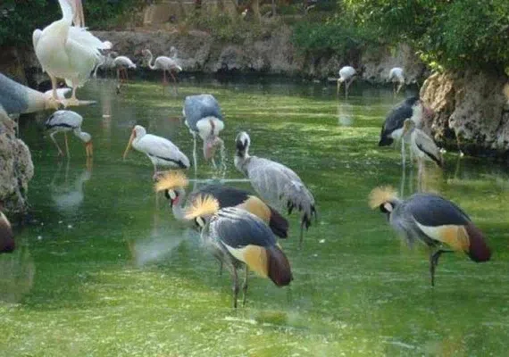 باغ پرندگان شیراز