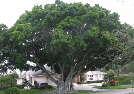 انجیر معابد، درخت سبز یا درخت لور در قشم