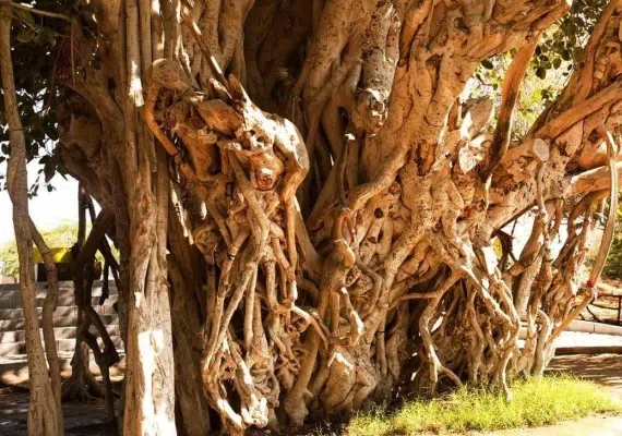 انجیر معابد، درخت سبز یا درخت لور در قشم