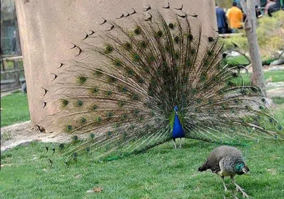 باغ پرندگان شیراز