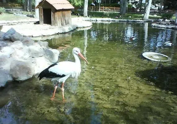 باغ پرندگان شیراز