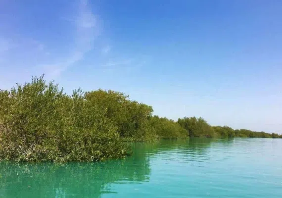 جنگل حرا