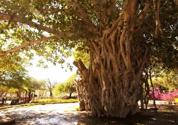 انجیر معابد، درخت سبز یا درخت لور در قشم