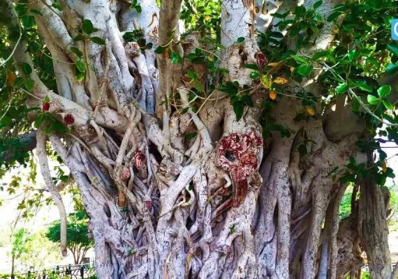 انجیر معابد، درخت سبز یا درخت لور در قشم