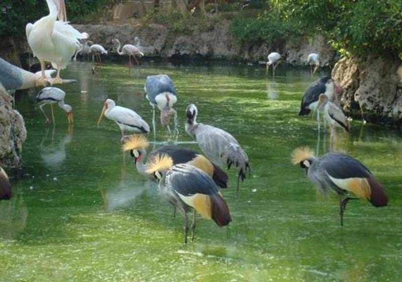 باغ پرندگان شیراز