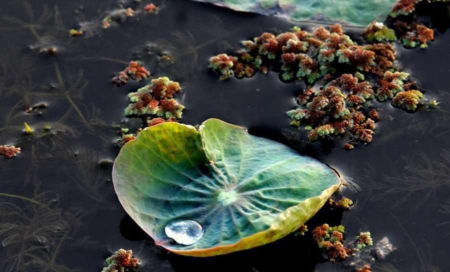 تالاب انزلی کجاست؟