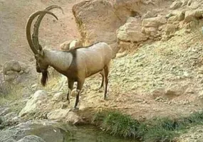 منطقه حفاظت شده میان جنگل فسا