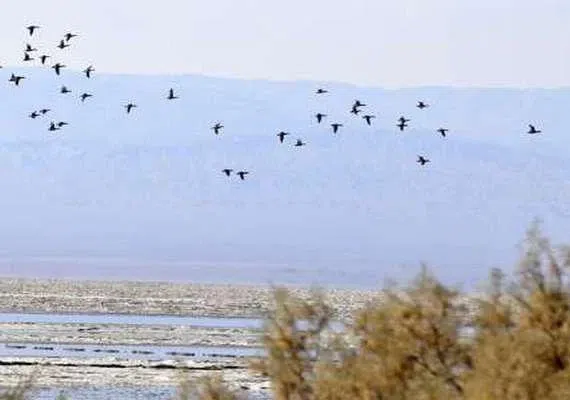 نیزار خور بیرجند