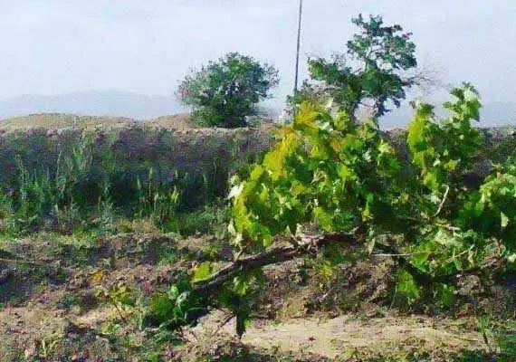 روستای اسفهرود