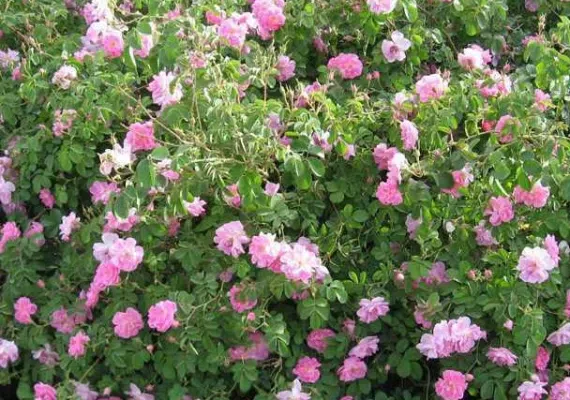 گلستان های محمدی میمند