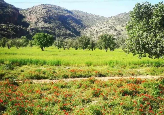 دشت برم کازرون