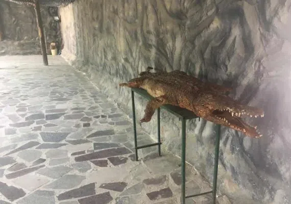 پارک کروکدیل ها