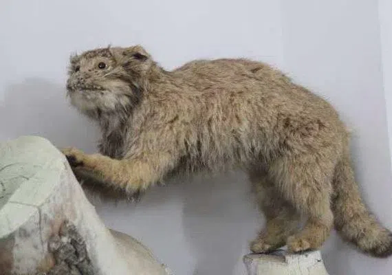 موزه حیات وحش بیرجند