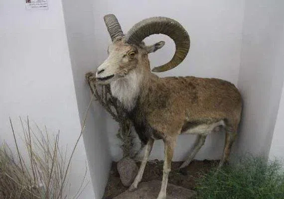 موزه حیات وحش بیرجند