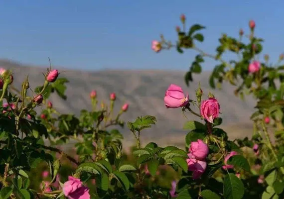 گلستان های محمدی میمند