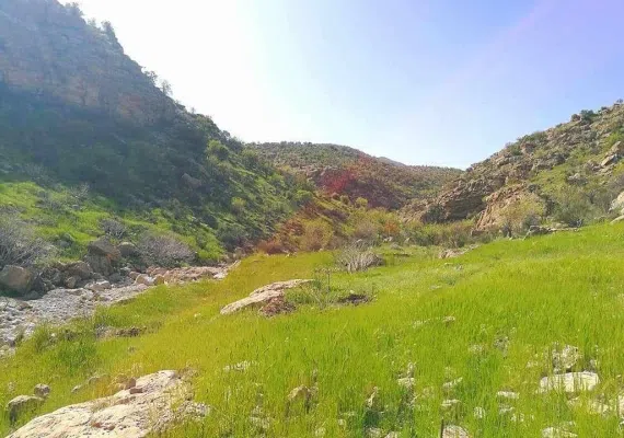 پلنگان نی ریز