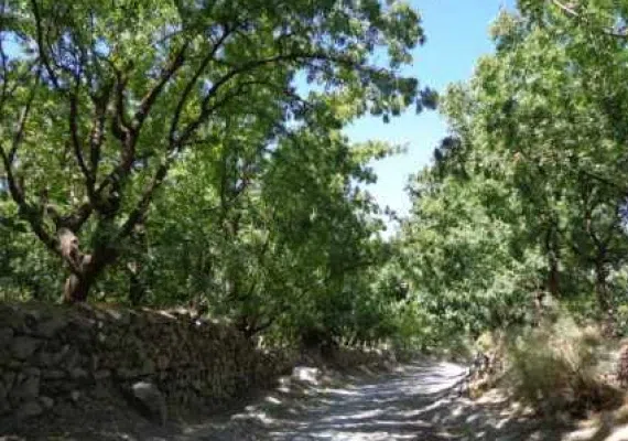 آبشار گیوک