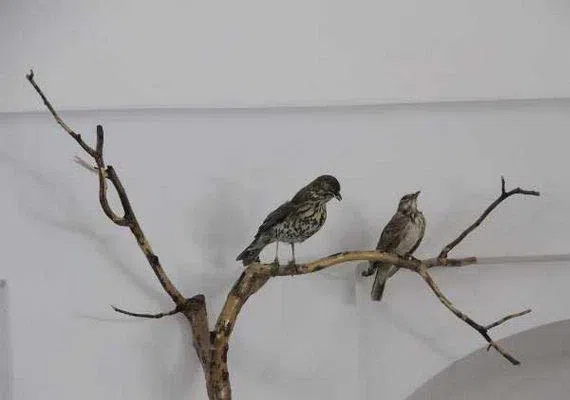 موزه حیات وحش بیرجند
