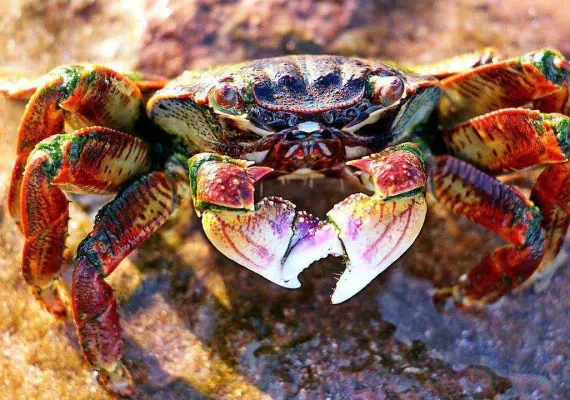 حیات وحش دریایی قشم