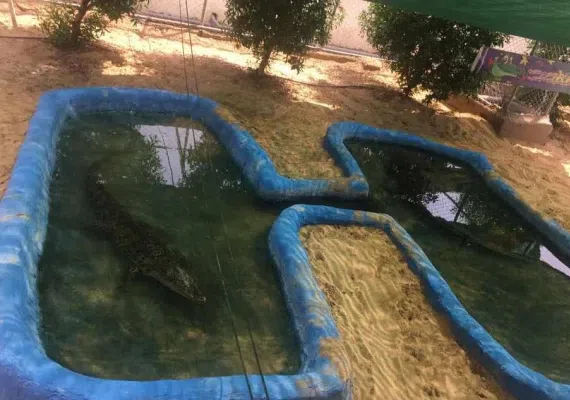 پارک کروکدیل ها