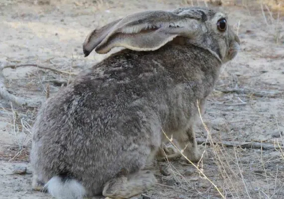 پارک ملی و پناهگاه حیات وحش بختگان