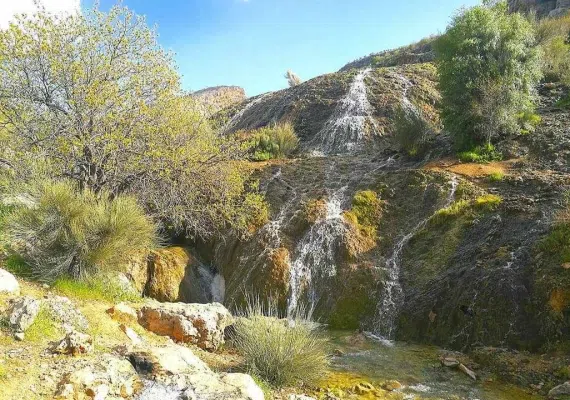 پلنگان نی ریز