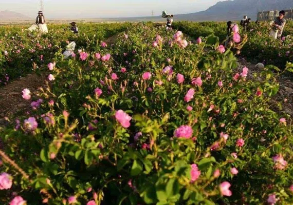 گلستان های محمدی میمند