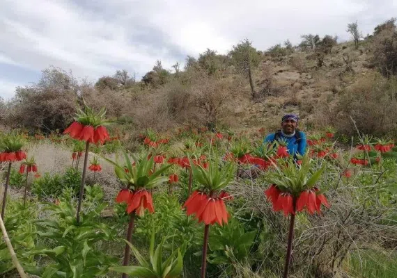 دشت برم کازرون