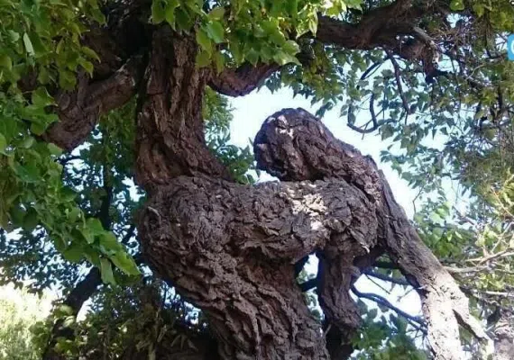 پارک جنگلی استهبان