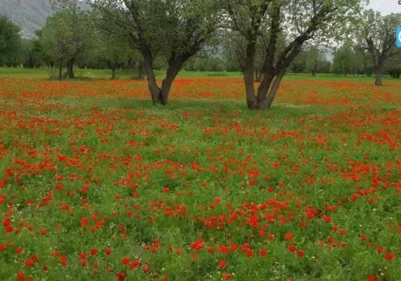 دشت برم کازرون