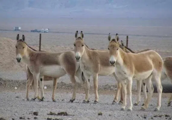 پارک ملی قطرویه