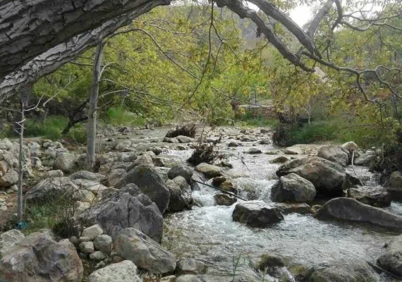 پلنگان نی ریز