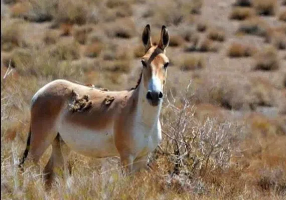 پارک ملی قطرویه