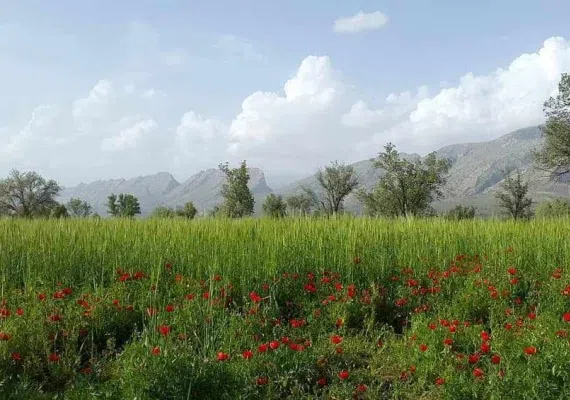 دشت برم کازرون