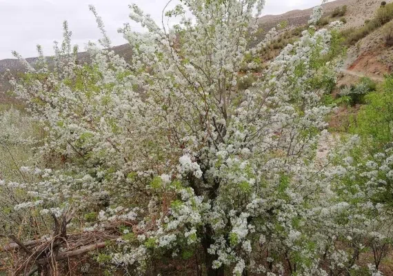 دشت برم کازرون