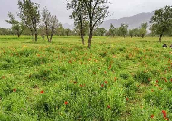 دشت برم کازرون