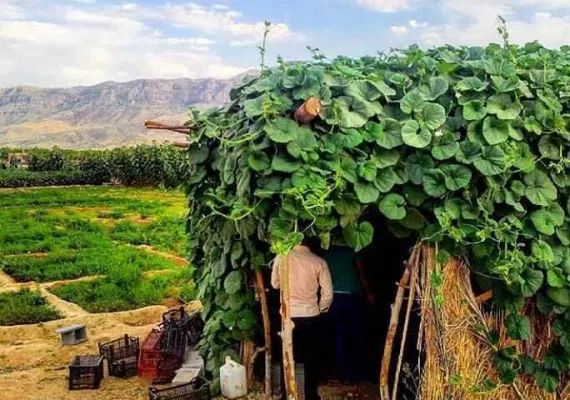پهنابه نی ریز