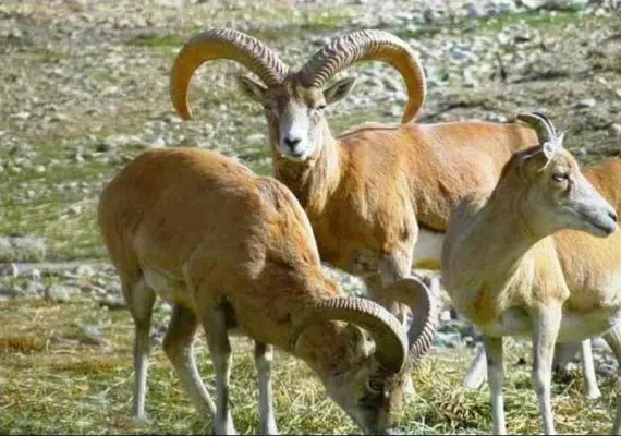 منطقه شکار ممنوع بصیران