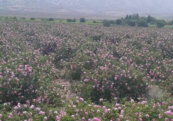 گلستان های محمدی میمند
