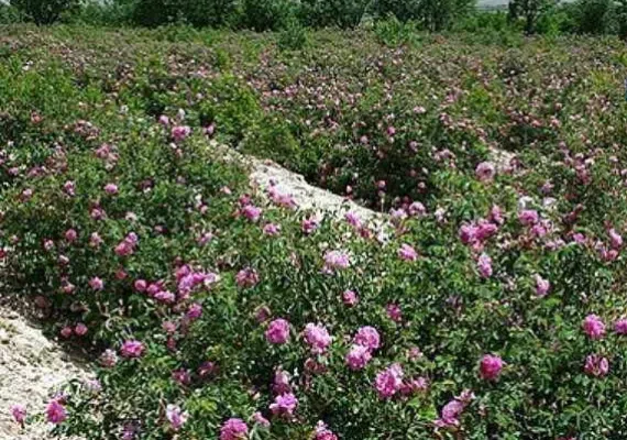 گلستان های محمدی میمند