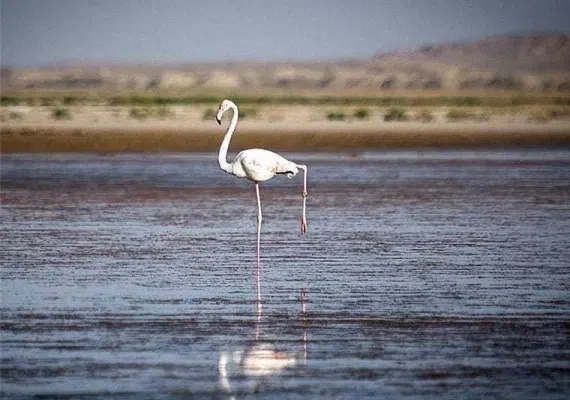 دریاچه طشک نی ریز