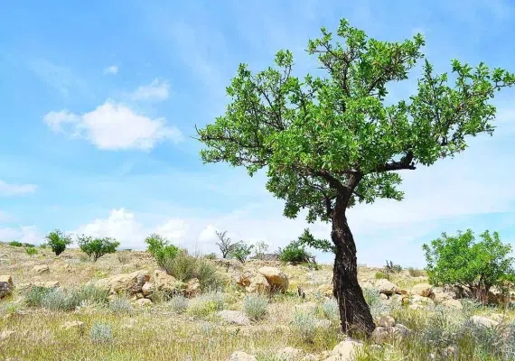 پلنگان نی ریز