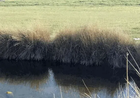 گردشگاه چشمه سلمانی
