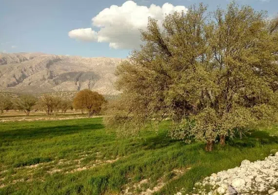 دشت برم کازرون