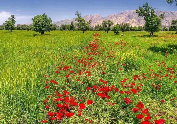 دشت برم کازرون