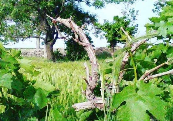 روستای اسفهرود