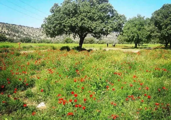 دشت برم کازرون